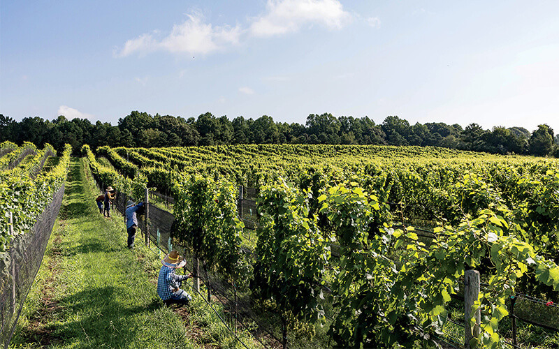 Williamsburg Winery