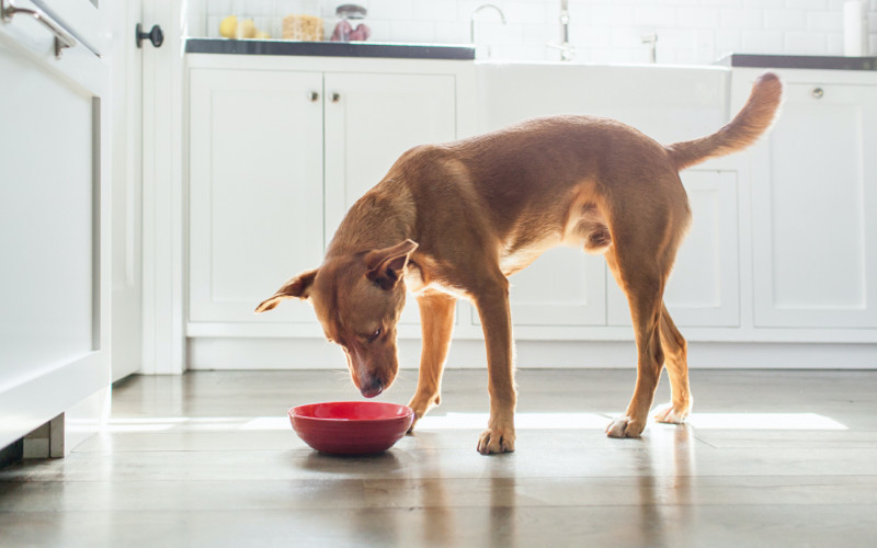 dog eating